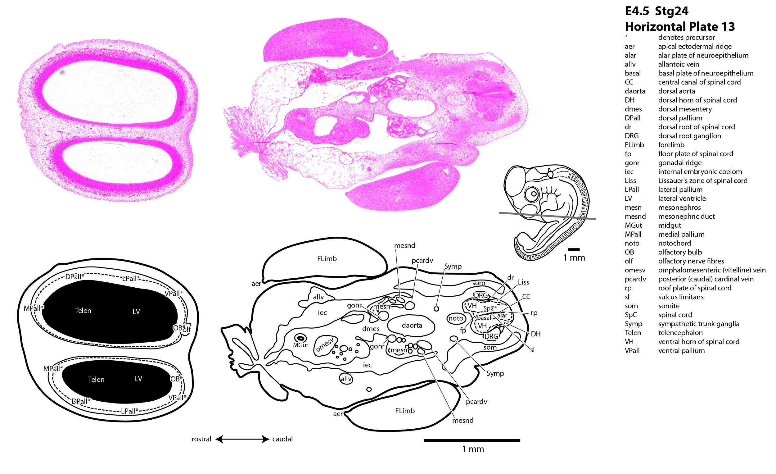 Chick Embryos — Comparative Brain Anatomy